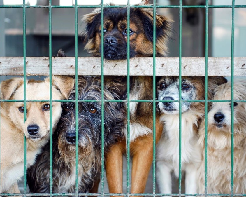 Cas de maltraitance animale