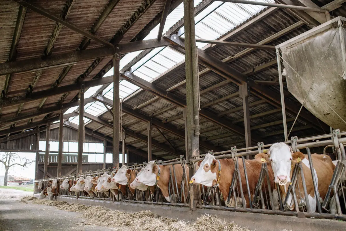 Vaches au cornadis dans un bâtiment d’élevage lumineux et aéré
