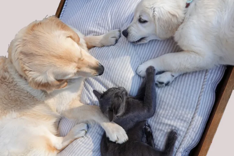 Deux chiens et un chat couchés ensemble sur un lit dans une maison