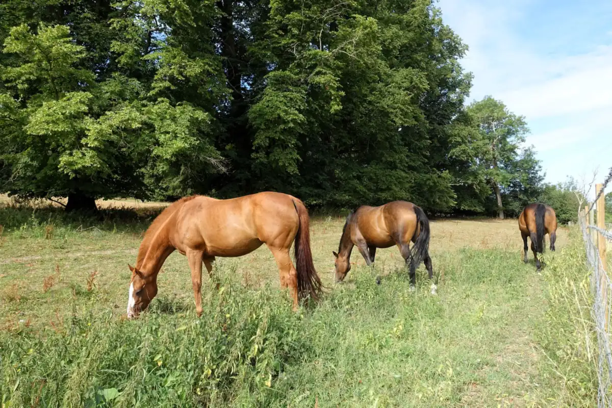 Chevaux broutant dans un pré clôturé bordé d’arbres