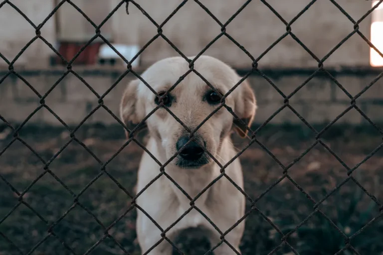 Chien au regard inquiet derrière un grillage, animal dont la situation mérite d’être vérifiée