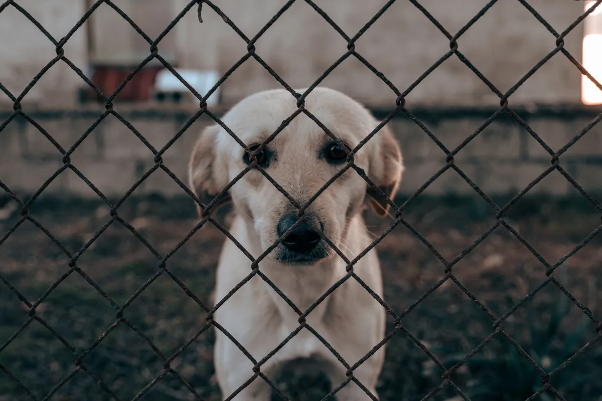 Chien au regard inquiet derrière un grillage, animal dont la situation mérite d’être vérifiée