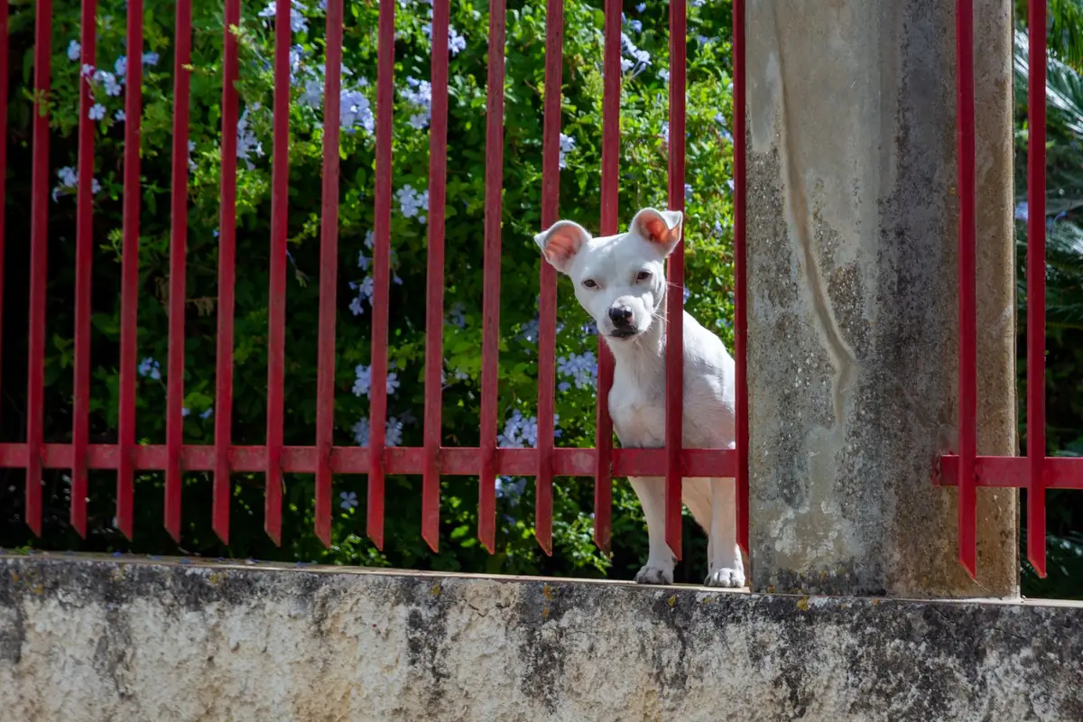 Petit chien blanc derrière un portail rouge, observé à distance depuis la rue