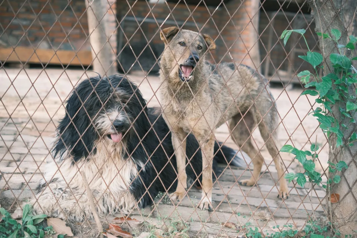 Deux chiens dans l’enclos grillagé d’un refuge en attente d’une décision