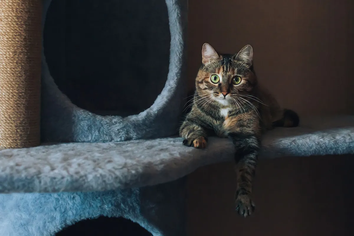 Chat installé sur un arbre à chat offrant une cachette et un poste en hauteur