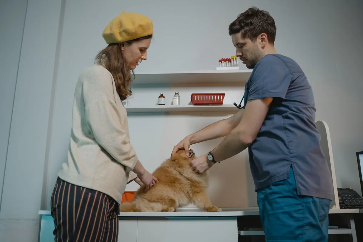 Vétérinaire examinant un petit chien en présence de sa propriétaire